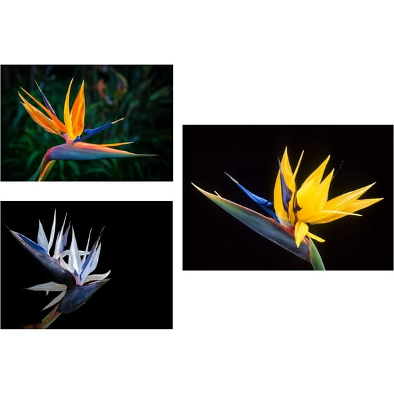 Bird of Paradise Flower Seed Bundle - 3 Colors, Orange, Yellow, White - 5 Seeds of Each Type to Grow - Great Indoor Tropical Plant or Bonsai - Strelitzia Reginae