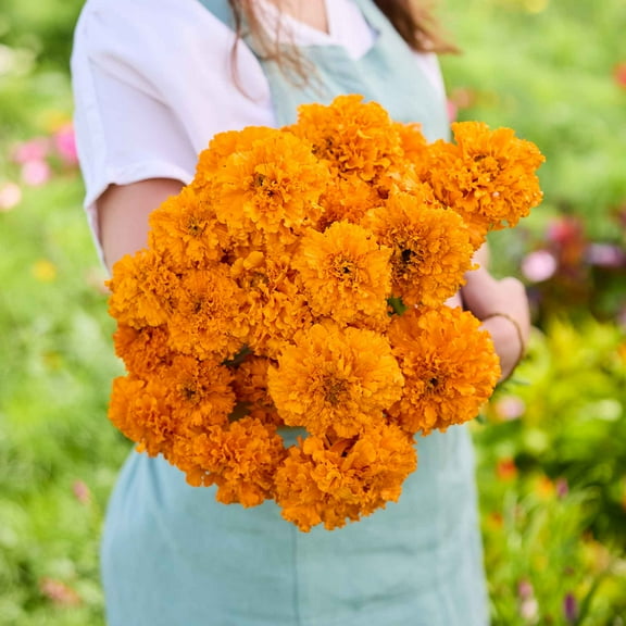 Eden Brothers African Marigold Seeds - Mandarin