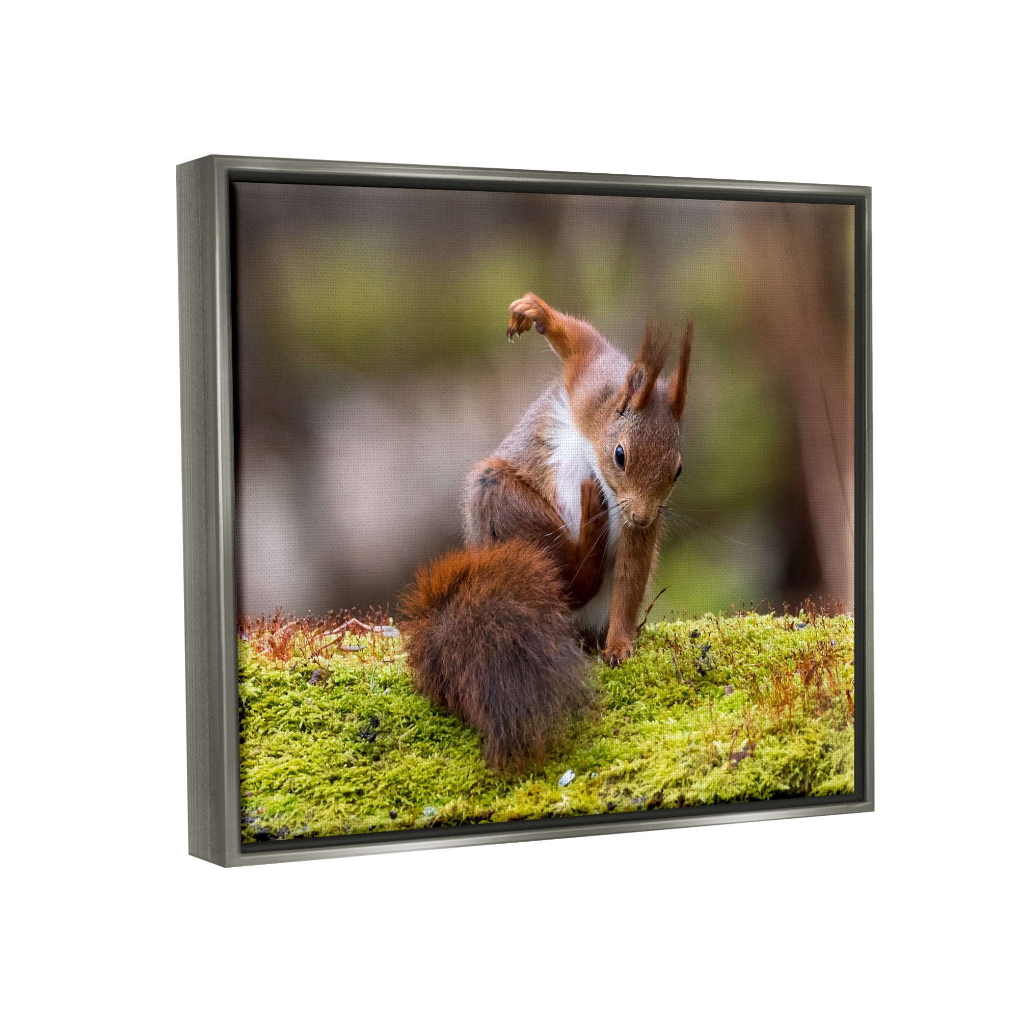 Stupell Industries Squirrel on Mossy Log Animals & Insects Photography Gray Floater Framed Canvas Art Print Wall Art, 21 x 17