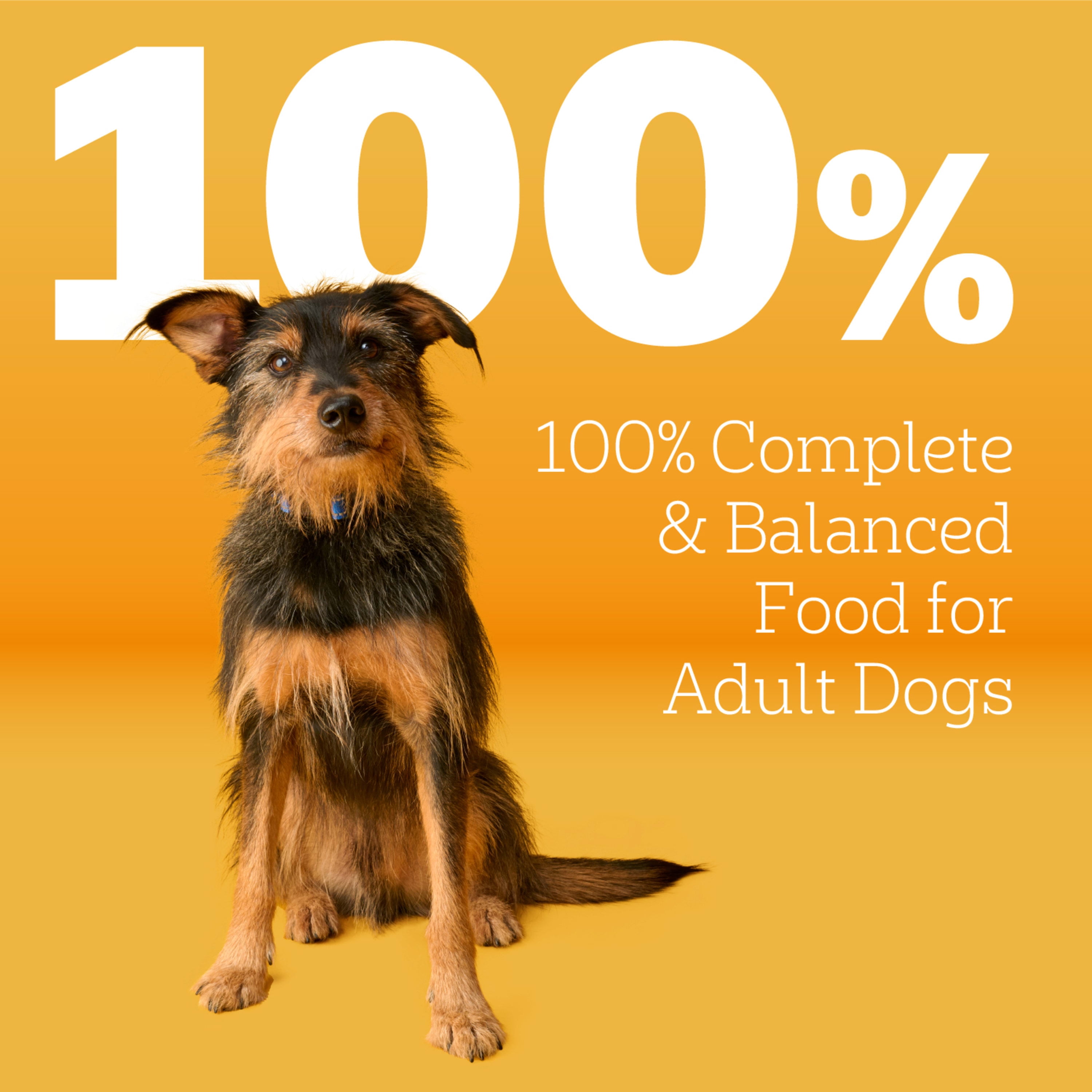 PEDIGREE Complete Nutrition Adult Dry Dog Food Roasted Lamb Flavor Dog Kibble, 16 lb. Bag