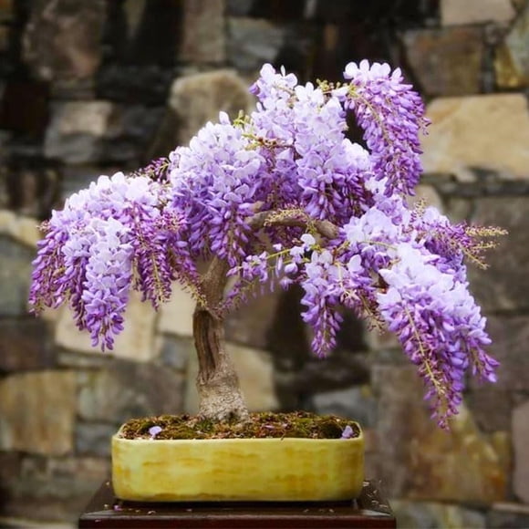 HJADGG Wisteria Bonsai Tree Seeds for Planting, Non-GMO Heirloom, 15 Pieces