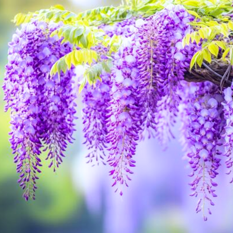 Purple Wisteria Live Vine Plant in 2.5