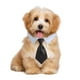 thumbnail image 5 of ¡50% de descuento! Corbata para mascotas de SHOPESSA, corbata para perros, collar a rayas, babero, bufanda, cuello falso, toalla de agua, lazo, artículos para mascotas en liquidación. Ahorros de, 5 of 5