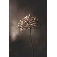 thumbnail image 2 of Suzuki, Takashi 13x18 White Modern Wood Framed Museum Art Print Titled - Withered Hydrangea_005, 2 of 4