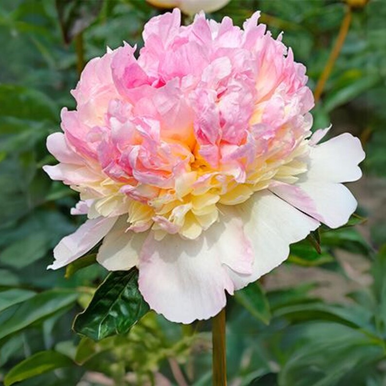 10 Seeds Raspberry Sundae Peony Seeds Paeonia Butterflies Open-Pollinated Heirloom for Gardens