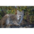 thumbnail image 2 of Adult Lynx On Hill Side Denali Np In Alaska Summer Poster Print (19 x 12), 2 of 4