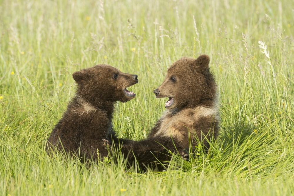 Grizzly Bear (ursus