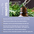 thumbnail image 5 of Sunny Isle Rosemary Jamaican Black Castor Oil Pure Butter 4oz, 5 of 9