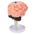 thumbnail image 5 of 4D Anatomical Brain Assembled Model Clear Structure Vinyl Simulation Brain Model for Learning, 5 of 5