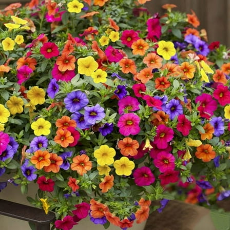 ABEDOE 100 Petunia Flower Seeds, High Germination Rate