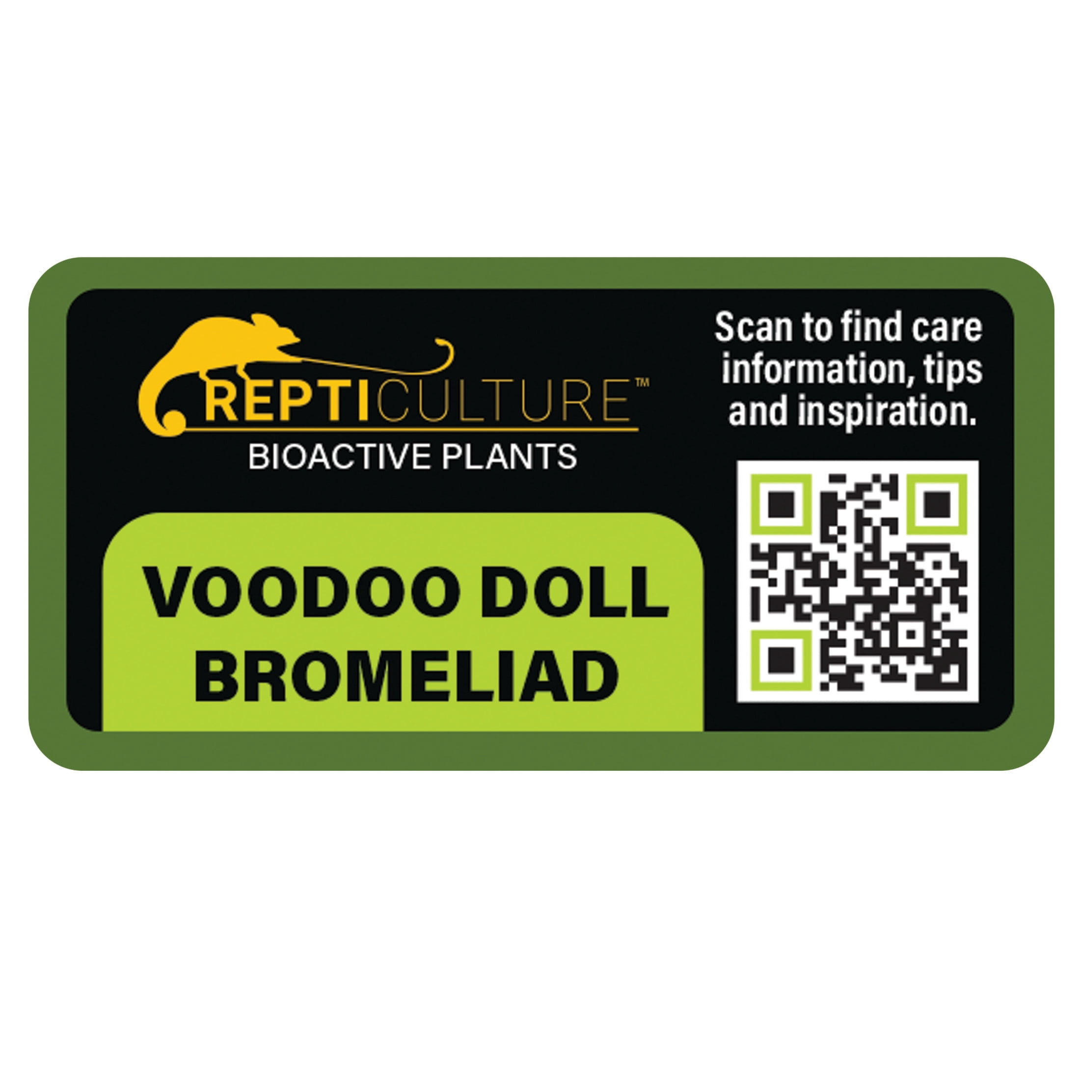 ReptiCulture Voodoo Doll Bromeliad Plant 3 ct