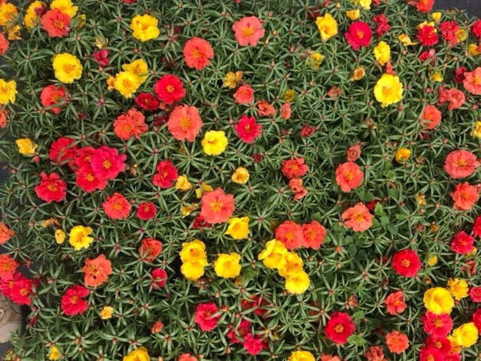30 Seeds Portulaca Grandiflora Happy Hour Tropical Mix Moss Rose Heirloom Succulent Heat Tolerant Garden Flowers