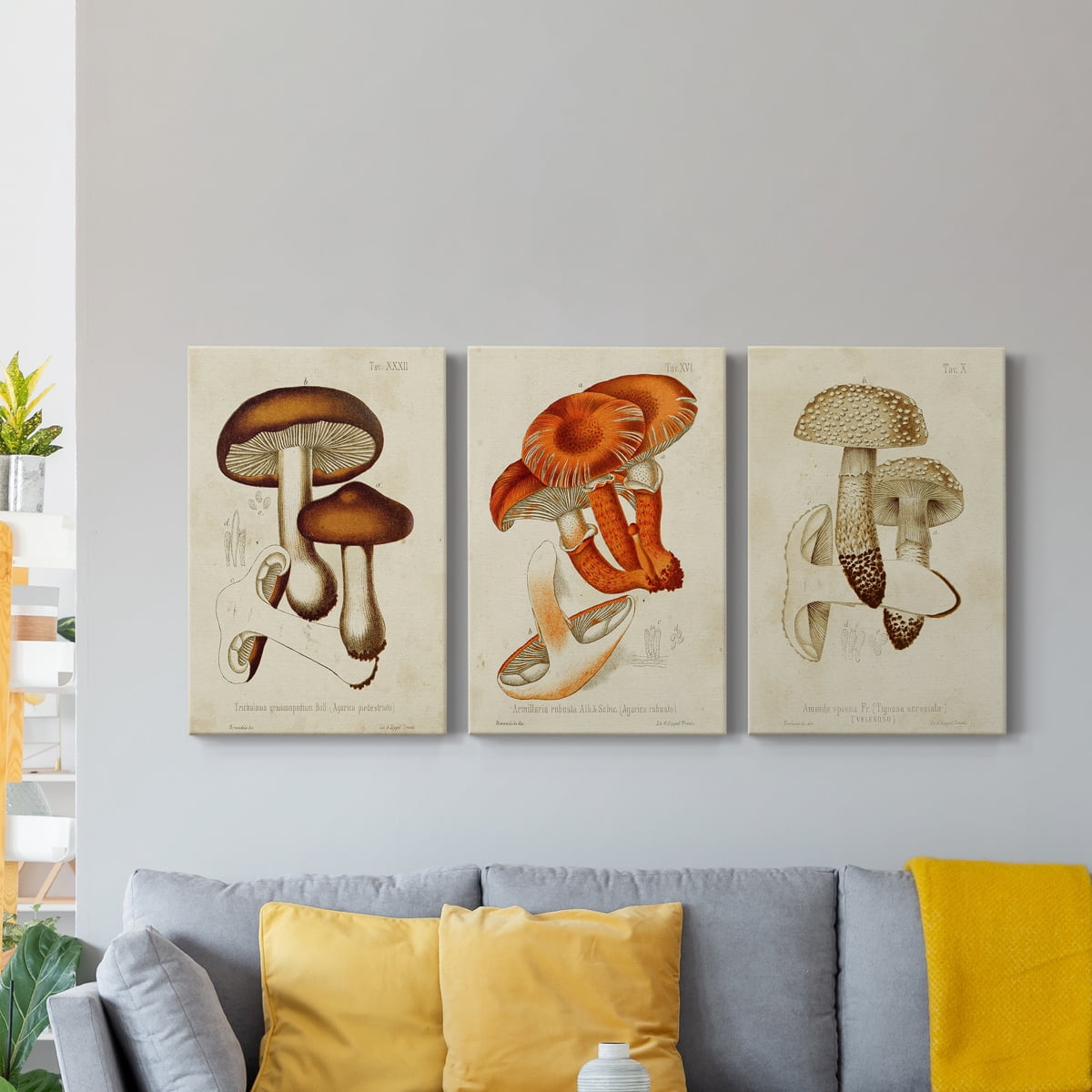 Mushroom Varieties VI Premium Gallery Wrapped Canvas - Ready to Hang - 40 x 60 Each
