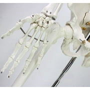 INTBUYING Life Size Human Skeleton Model Medical Full Body Anatomical Teaching Model for Anatomy Teaching and Studying
