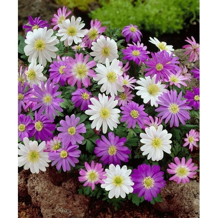 Touch Of Eco Anemone "Dutch Fireworks" Mix Plant Bulbs - (30 Count)