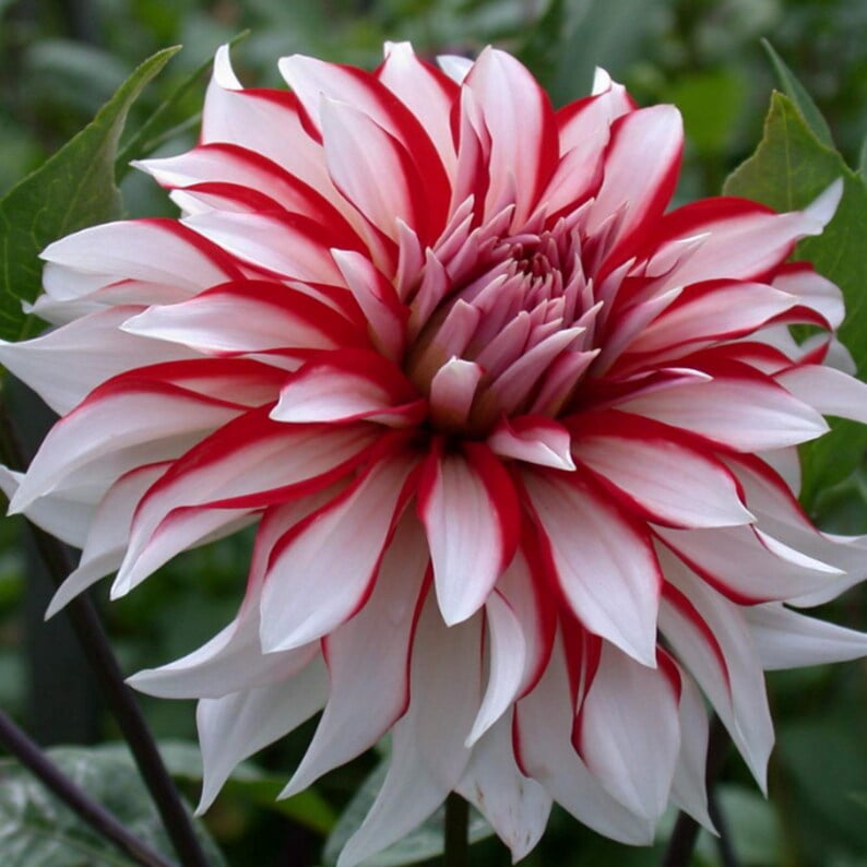 40 Seeds Santa Claus Dahlia Mix - Pollinator Friendly, Heirloom Flower Seeds for Garden Blooms