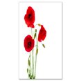 thumbnail image 2 of Fleurs de Coquelicot Rouge Isolées - Impression sur Toile Florale, 2 of 3