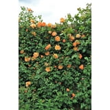 Seedville USA, 5 Orange Climbing Rose Seeds, Rosa Bush Vine, Fragrant ...