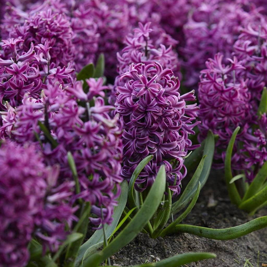Van Zyverden Hyacinths Purple Sensation Set of 10 Bulbs Purple Part Sun