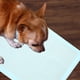 thumbnail image 4 of HEANUJJ 20Ud Tapetes Desechables Para Perros Y Uso En Hogar Con Material Absorbente, 4 of 8
