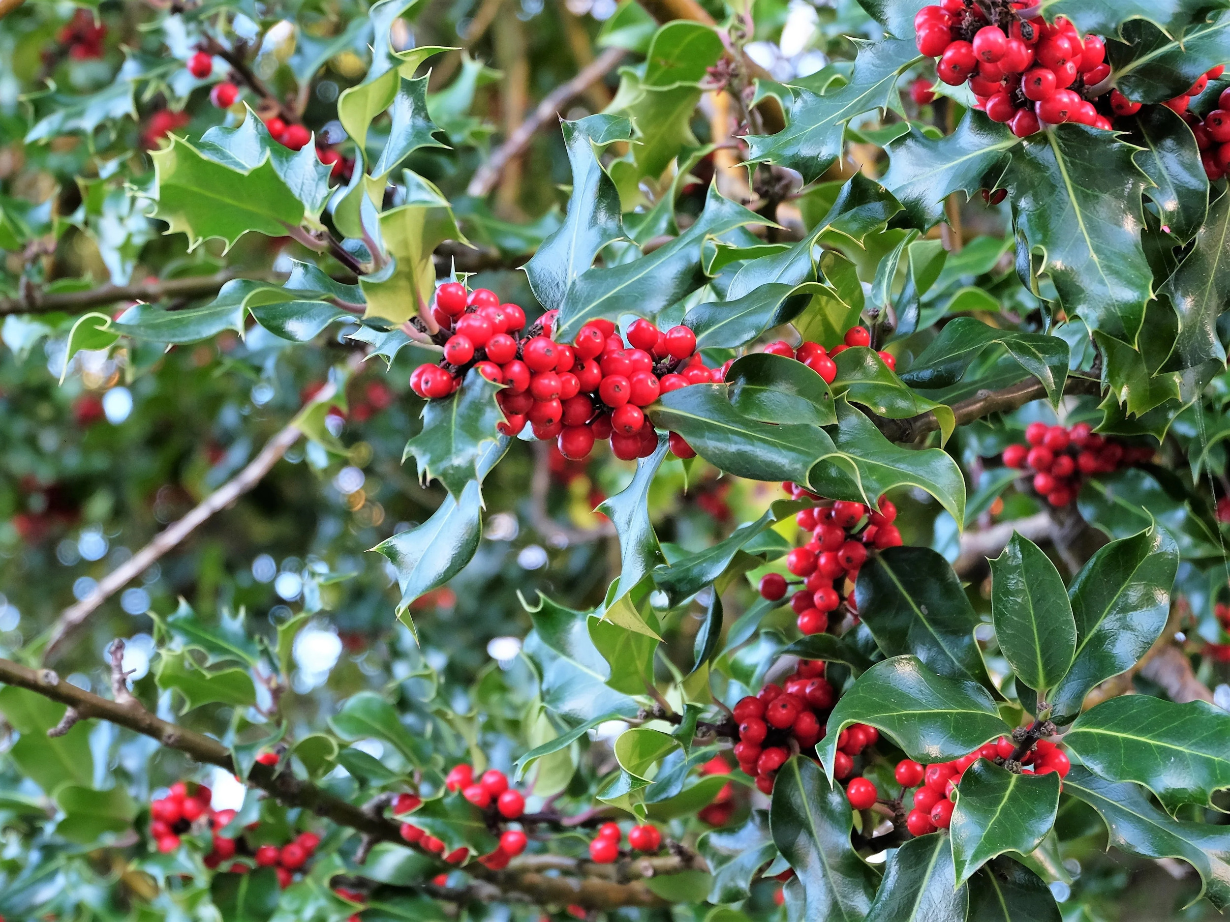 40 AMERICAN HOLLY Ilex Opaca Tree Shrub Evergreen Red Berry Seeds - aka White Holly, Prickly Holly, Christmas Holly, Yule Holly - image 4 of 11