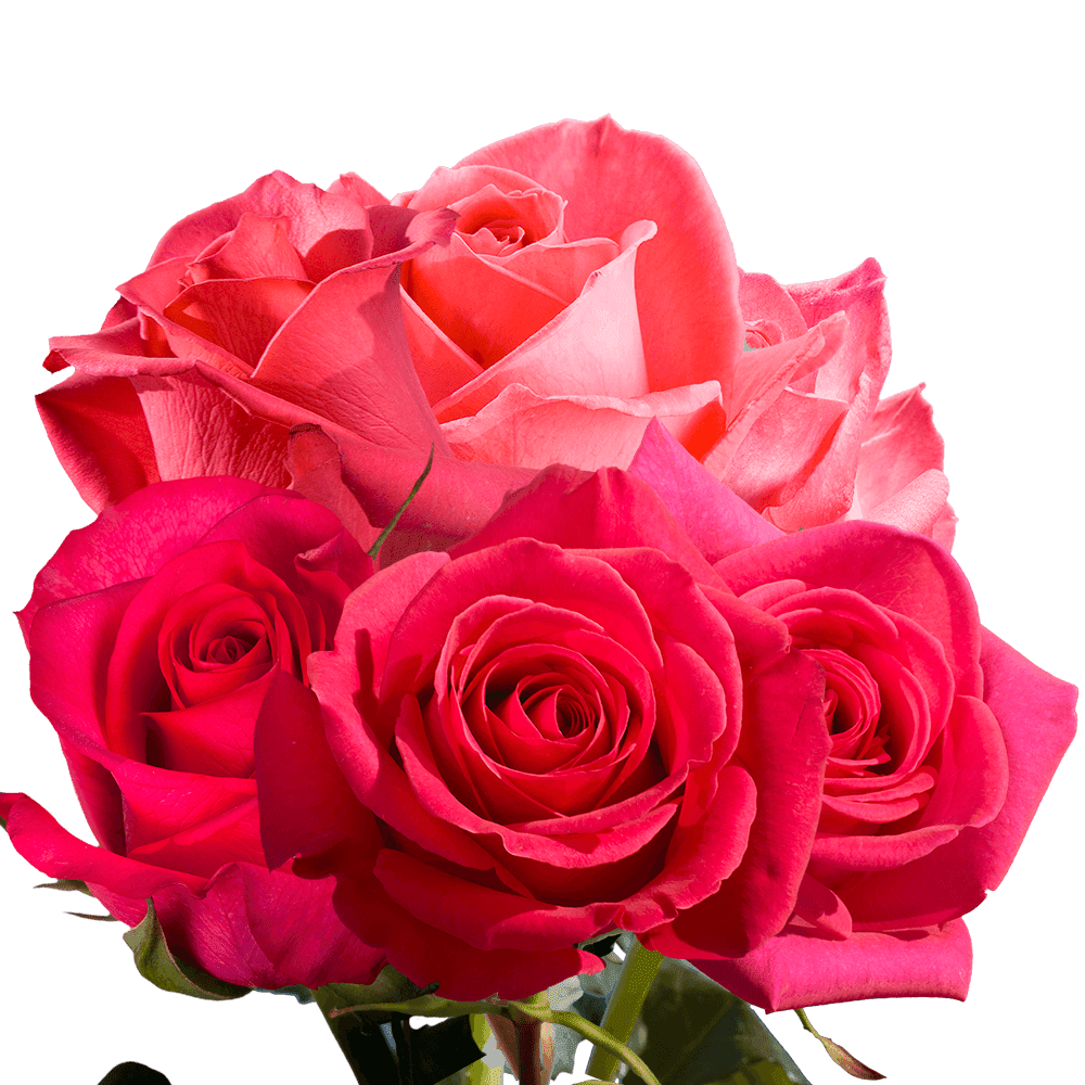 Fresh Cut 50-stem Pink Roses : Target