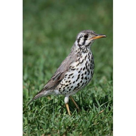 District Of Columbia State Bird Wood Thrush Journal 150