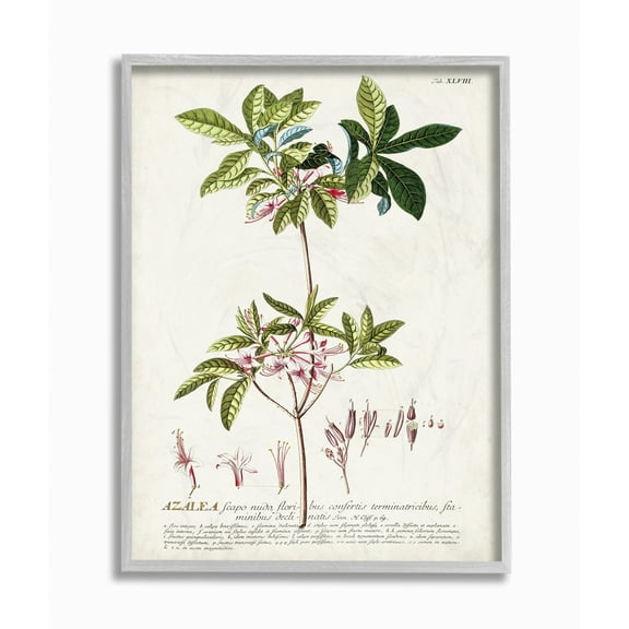 Stupell Industries Botanical Plant Illustration Pink Flowers Vintage Design Framed Wall Art by Unknown