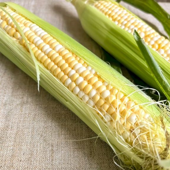 Inspiration Hybrid Sweet Corn 18g ~115 Seeds – Non-GMO – High Yield – Fast-Growing – Tender, Flavorful Ears – Ideal for Gardens & Farms