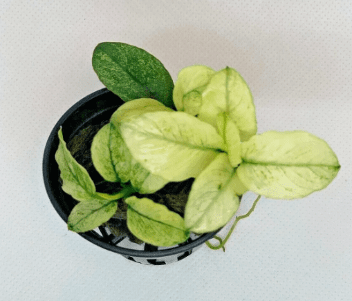 Anubias Nana Pinto (White Variegated) – Easy Live Aquarium Plant for Freshwater Tanks