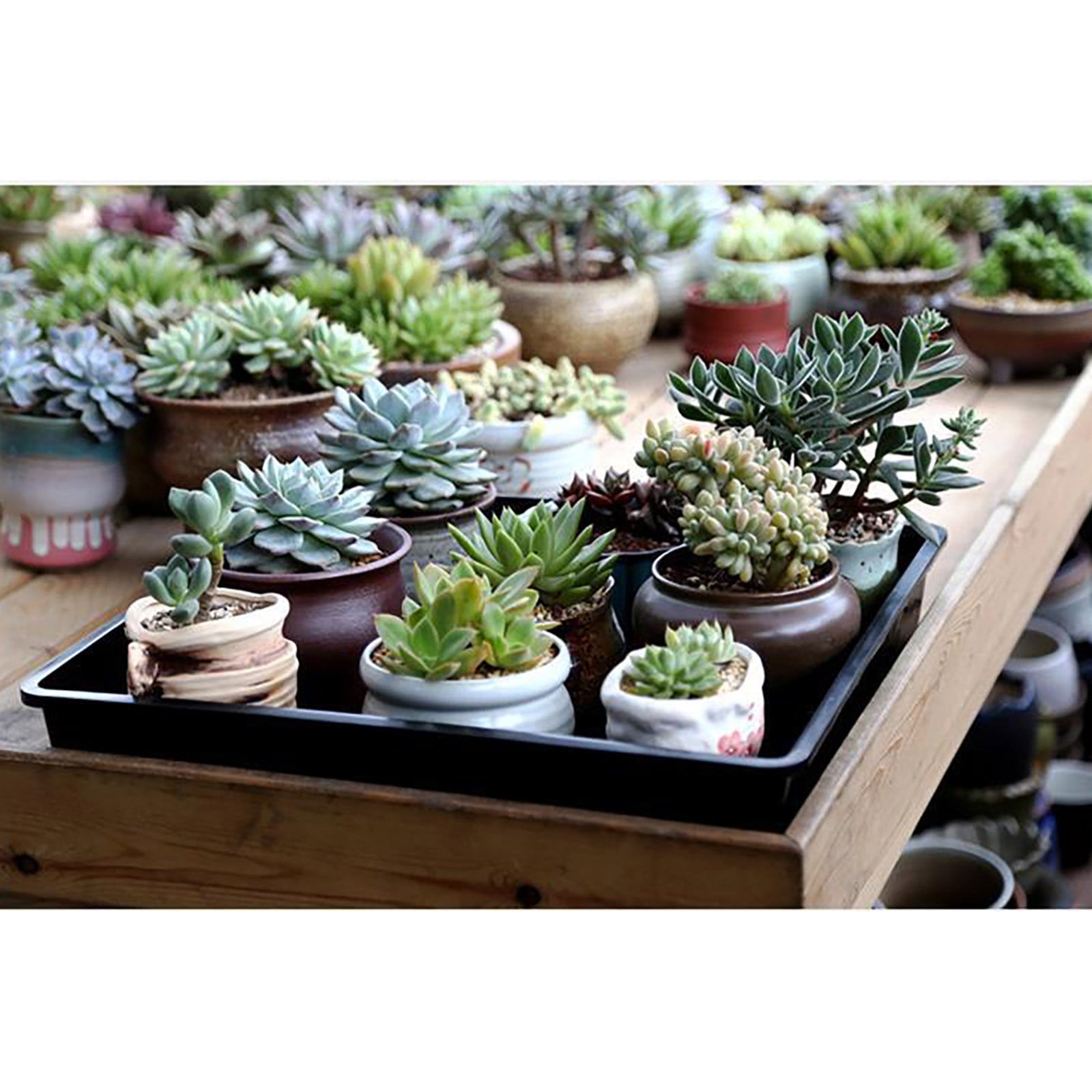 ufehgfjh 20-Cell Mini Germination Tray Kit With Breathable Lids Seedling Propagation Box Nursery Pots Tray And Cover Reusable Starter Kit For Seed Starting Greenhouse Gardening