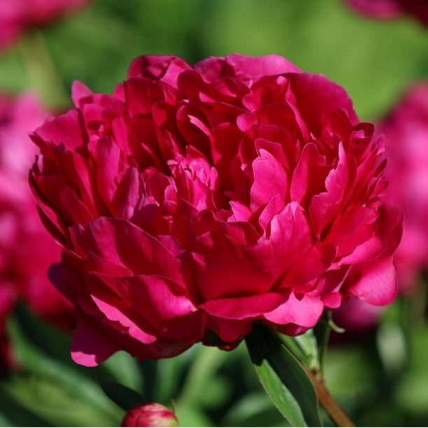 Peony Felix Crousse (Bareroot) Red - Walmart.com - Walmart.com