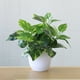 thumbnail image 3 of Miniplantas artificiales en maceta Windfall, follaje artificial fresco, bonsái, fiesta, centro comercial, hogar, escritorio, oficina, decoración para el hogar, oficina, escritorio, decoración de, 3 of 6