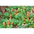 thumbnail image 2 of Morel Mushroom Outdoor Grow Kit, 2 of 2