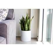 Root and Stock Brea Round Cylinder 12 Planter - White