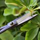 thumbnail image 4 of Tijeras para Bonsai Tijeras de podar de 210 mm Cortadora de brotes de Hojas pequeñas Ergonómico y portátil ShuxiuWang 1327533071314, 4 of 5
