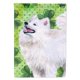 thumbnail image 1 of Bandera decorativa de lona para exteriores Caroline's Treasures Samoyedo San Patricio tamaño de casa multicolor BB9865CHF, 1 of 1