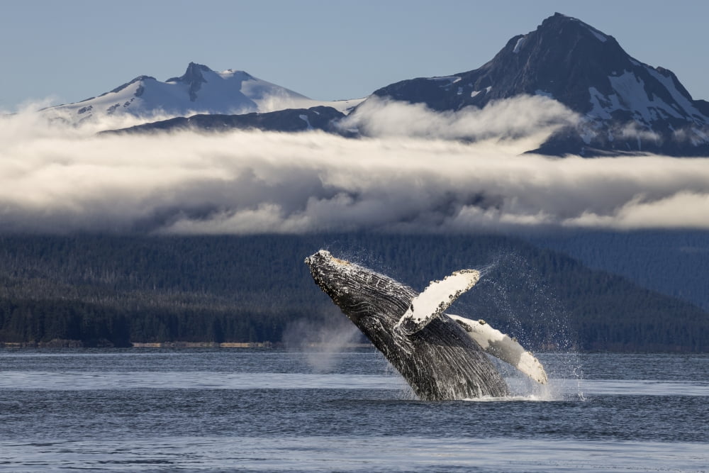 A humpback whale breaches as it leaps from the calm waters of Lynn Canal in Alaskas Inside Passage The forested shoreline and Chilkat Mountains beyond Tongass National Forest Canvas Art - John Hyde D