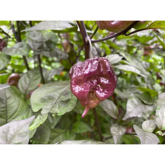 Blackjack Moruga Scorpion Trinidad Pepper Premium Seed Packet
