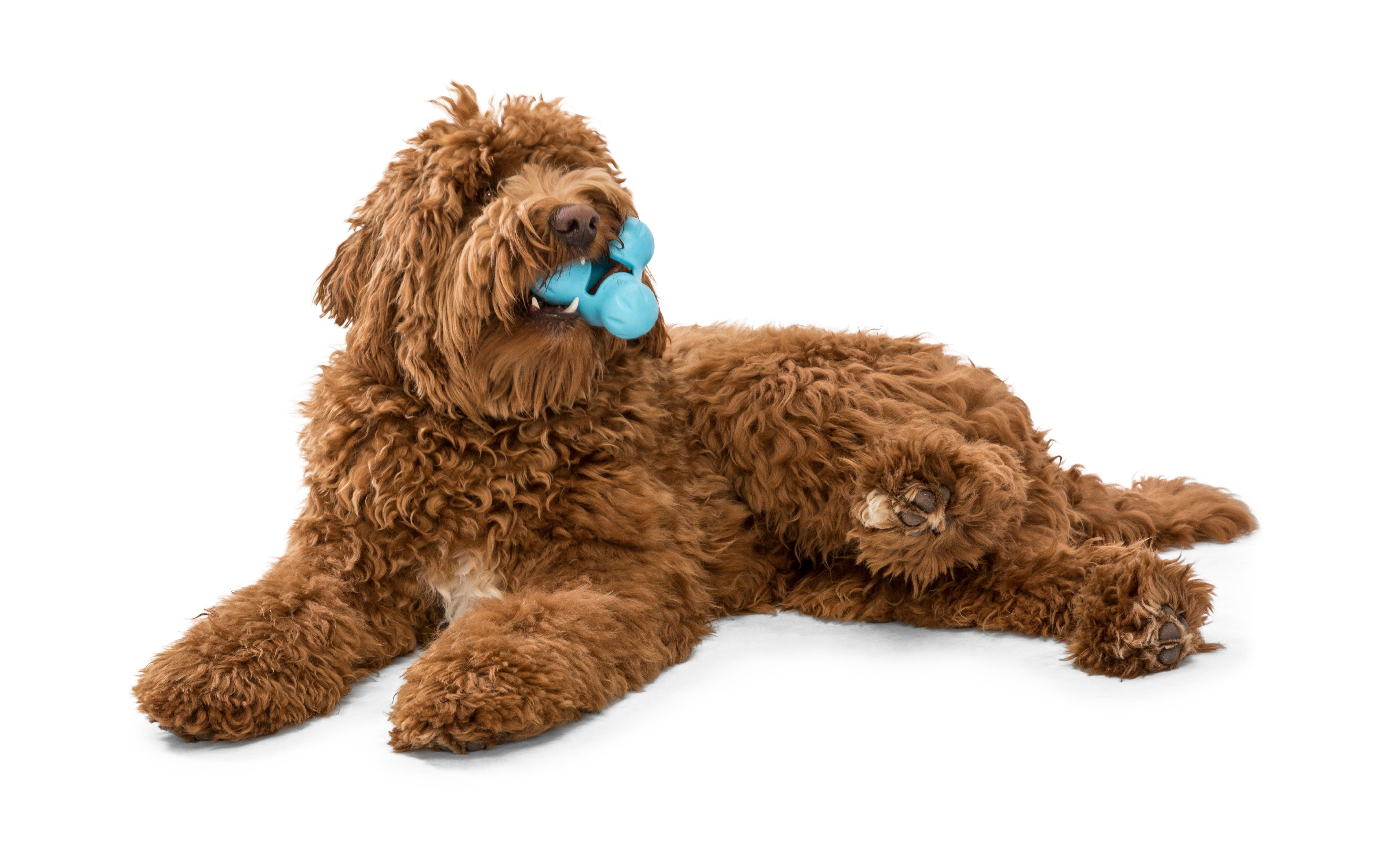 West Paw Zogoflex Tux Small 4" Dog Toy Aqua