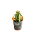 thumbnail image 2 of Costa Farms 3in Cacti Assorted Girogami in Pot cover, 2 of 5