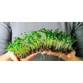thumbnail image 3 of 100% Natural Organic Microgreens Premium Potting Mix by Gardenera Labs: Ideal Balance of Air, Moisture, and Nutrients - 2 Quart, 3 of 3
