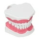 thumbnail image 5 of Modelo de Diente, Modelo de Dientes Cepillado de Dientes Modelo de Diente Humano Modelo de Enseñanza Dental Solución Innovadora NikouMX herramienta, 5 of 8