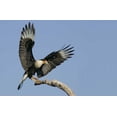 thumbnail image 2 of Morris, Arthur 24x17 White Modern Wood Framed Museum Art Print Titled - TX, Linn, Cozad Ranch Crested caracara landing, 2 of 4