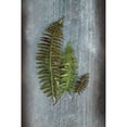 thumbnail image 2 of Woodland Fern VI Poster Print by Sue Schlabach (12 x 18), 2 of 2