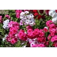 thumbnail image 5 of 100 Mixed Colors DRUMMOND PHLOX MIX Pink, Red, & White Phlox Drummondii Flower Seeds, 5 of 11