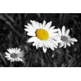thumbnail image 2 of Vitaly Geyman 24x17 White Modern Wood Framed Wall Art Titled - Morning Daisy II, 2 of 5