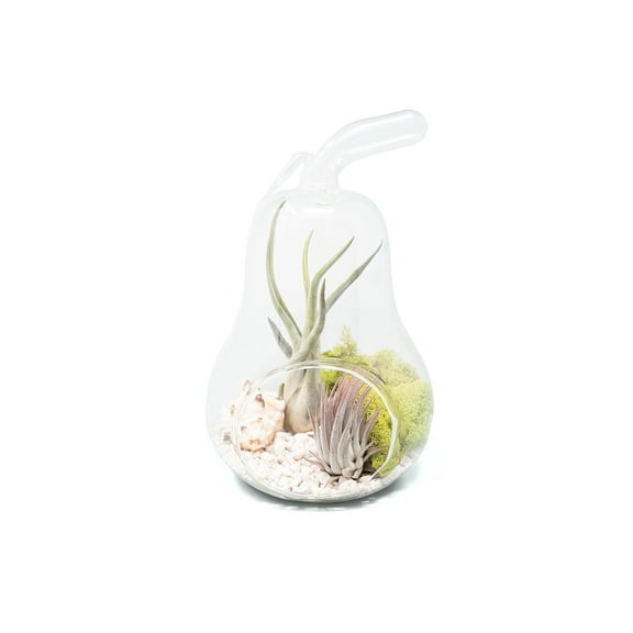 Air Plant Shop Pear Terrarium with Pebble Kit and Tillandsia Air Plants - Wholesale and Bulk - Succulents - Live Tillandsia - Easy Care Indoor and Outdoor House Plants