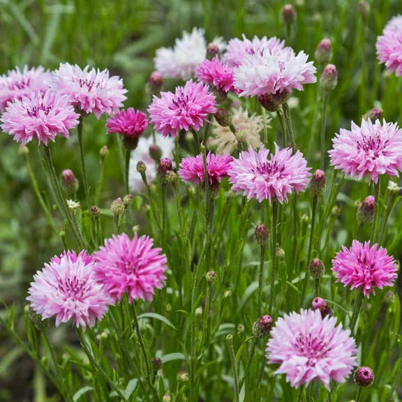 Outsidepride Cornflower Pink - 2000 Seeds