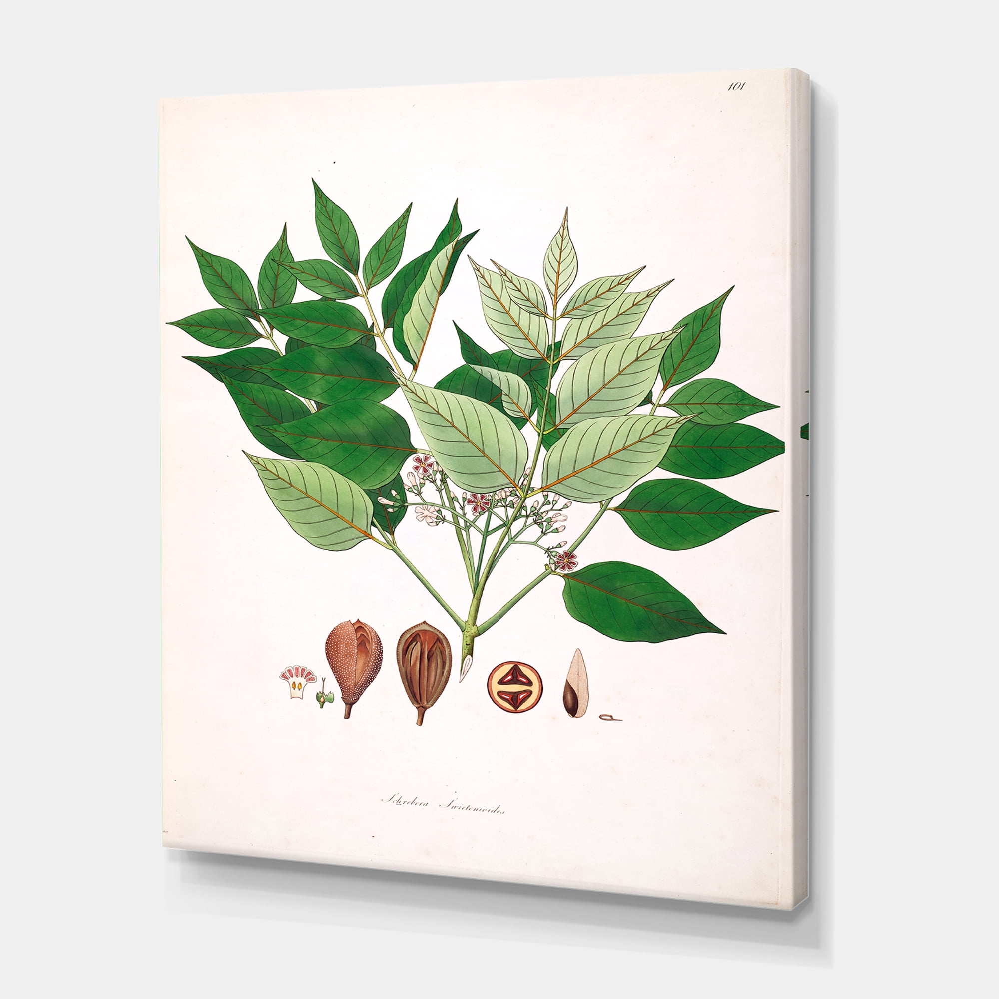 Ancient Plant Life XII 12 in x 8 in Painting Canvas Art Print, by Designart